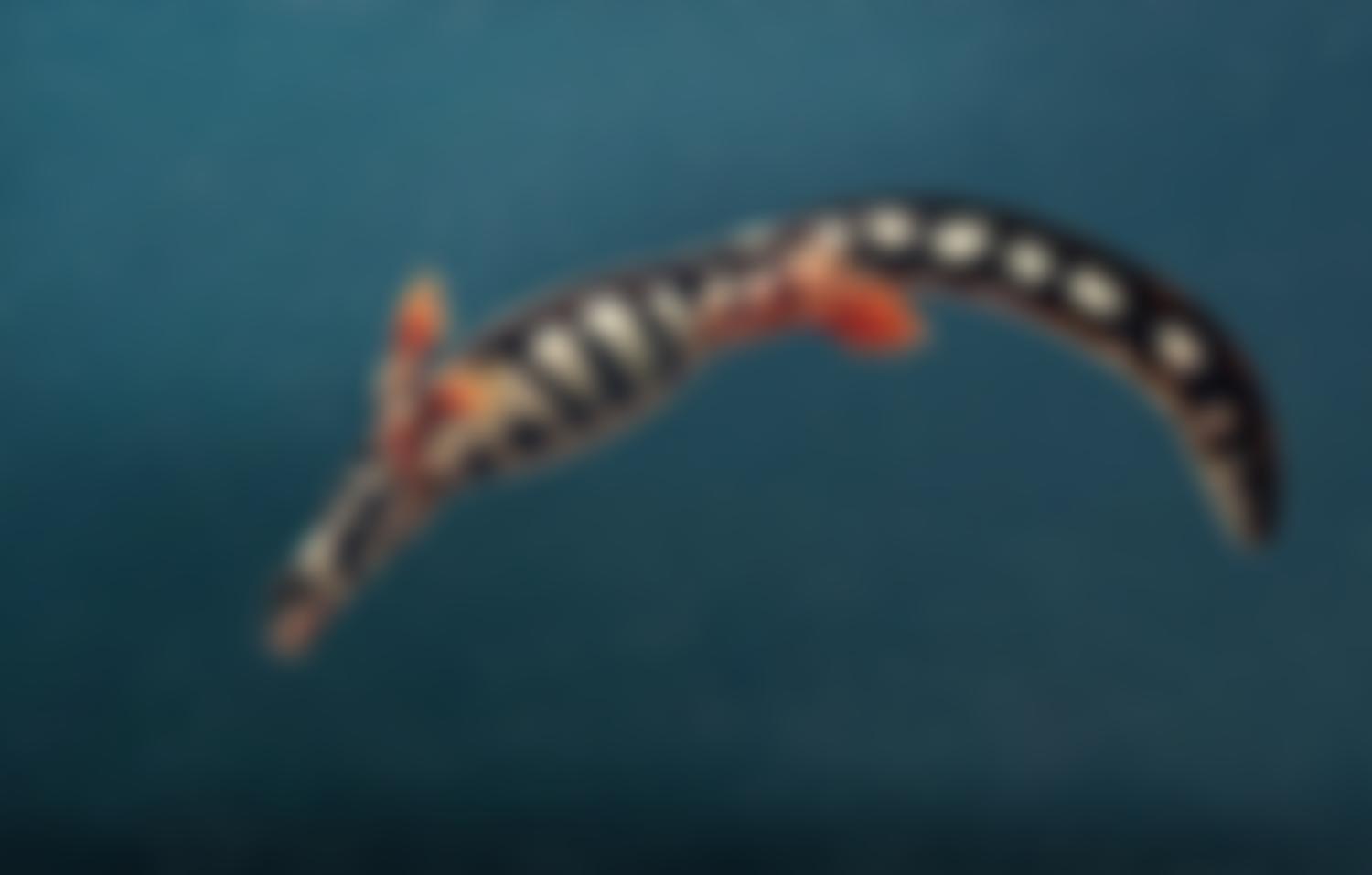 The Frozen Ark Project | Charici