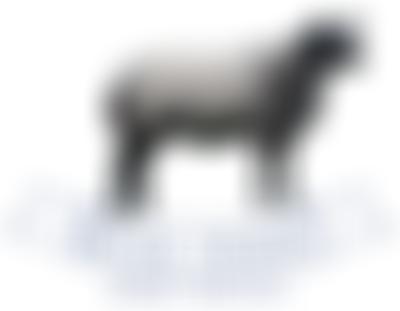 Blue Texel Sheep Society | Charici