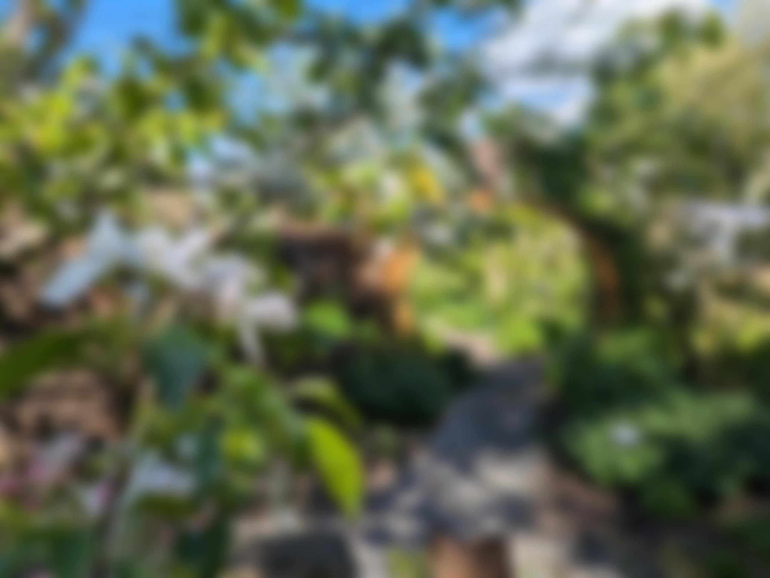 Abbey Physic Community Garden | Charici