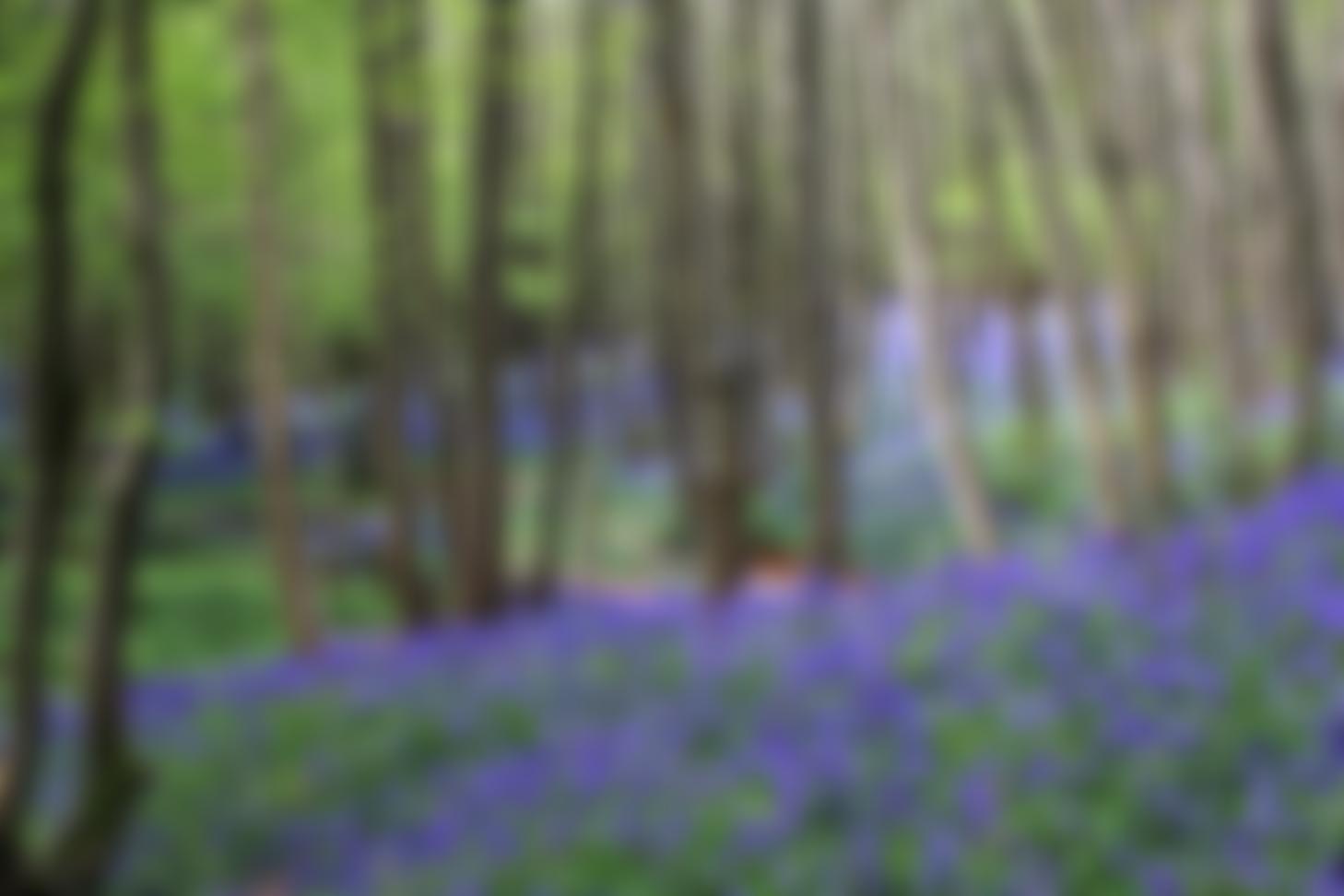 The Weald Of Kent Protection Society | Charici