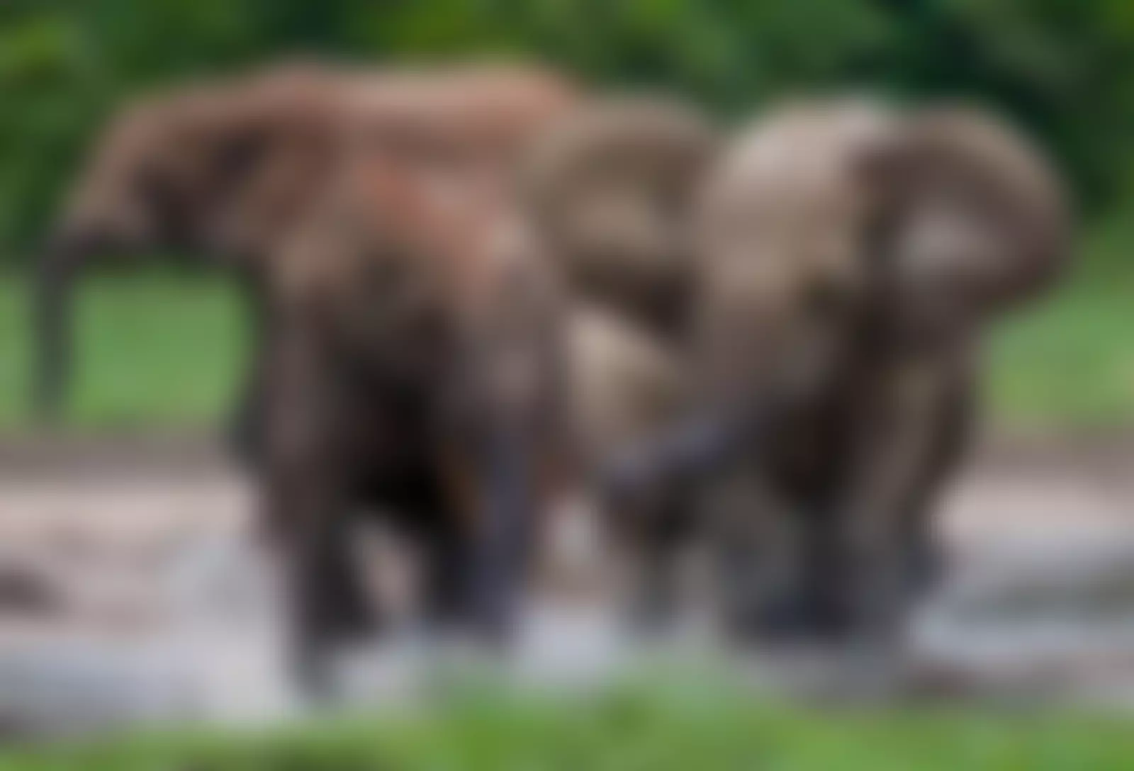 The African Conservation Foundation | Charici