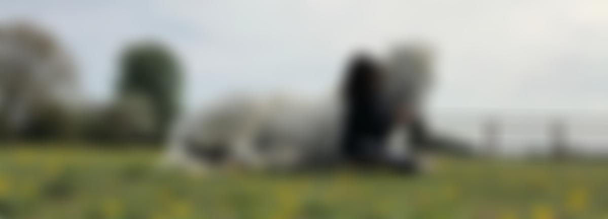 British Connemara Pony Society Limited | Charici