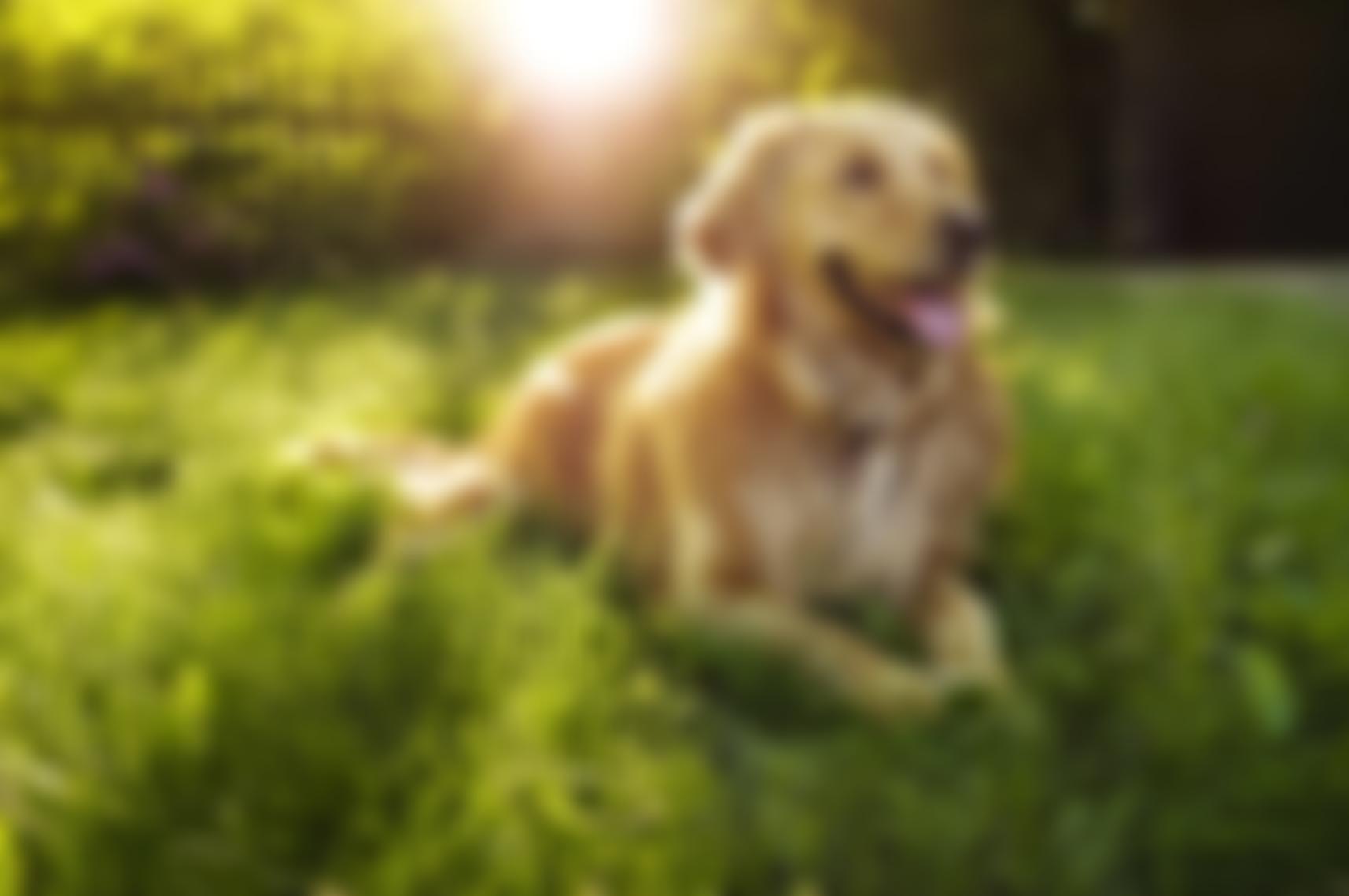 The Rescue Trust Of North West Golden Retriever Club | Charici