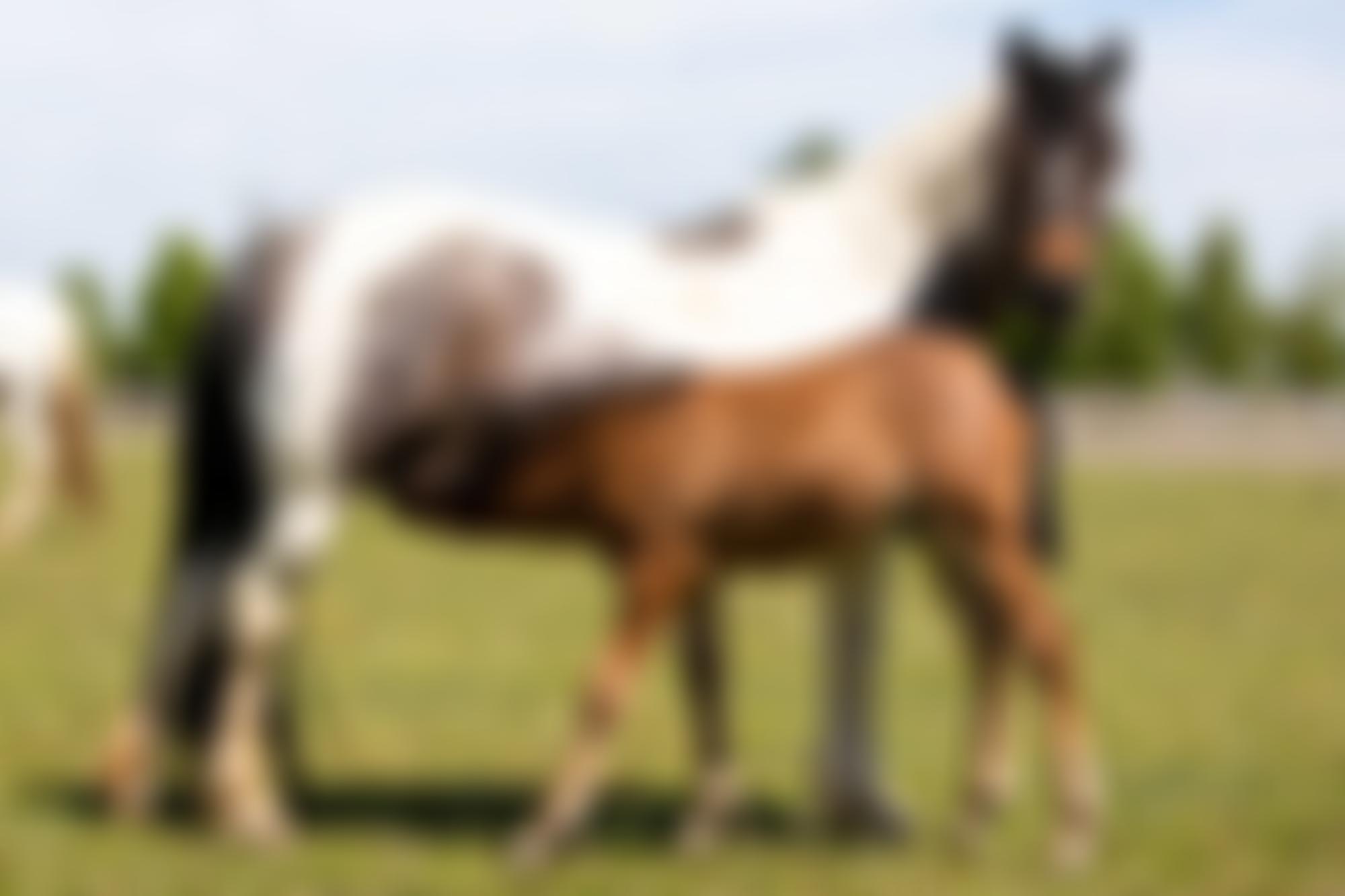 World Horse Welfare | Charici