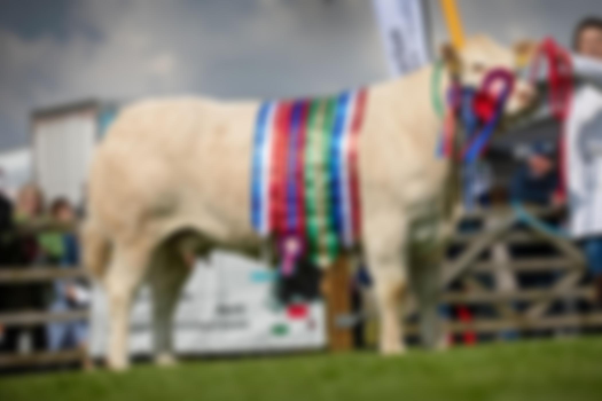 The Blonde D'aquitaine Breeders' Society For Great Britain Limited | Charici