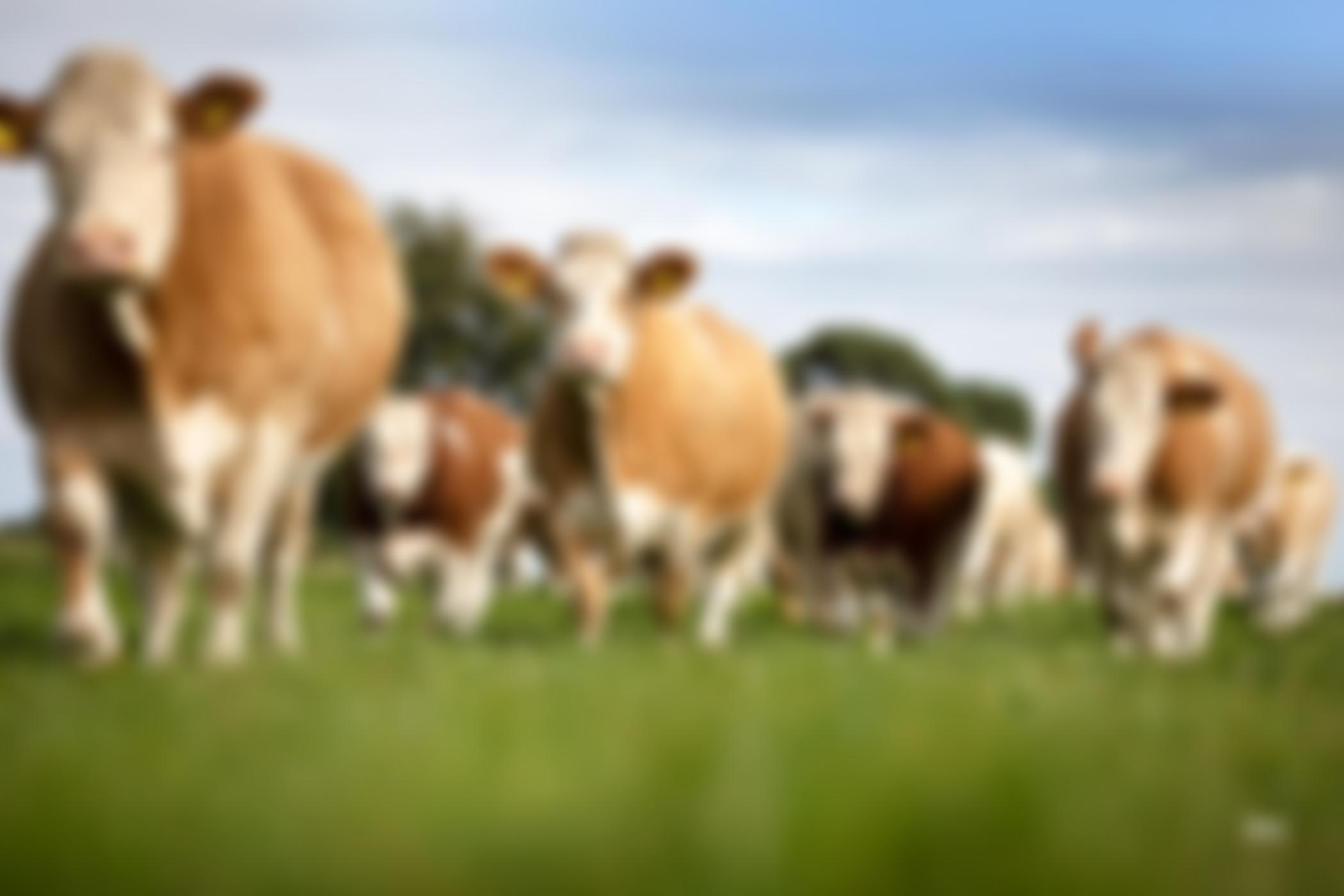 The British Simmental Cattle Society Limited | Charici