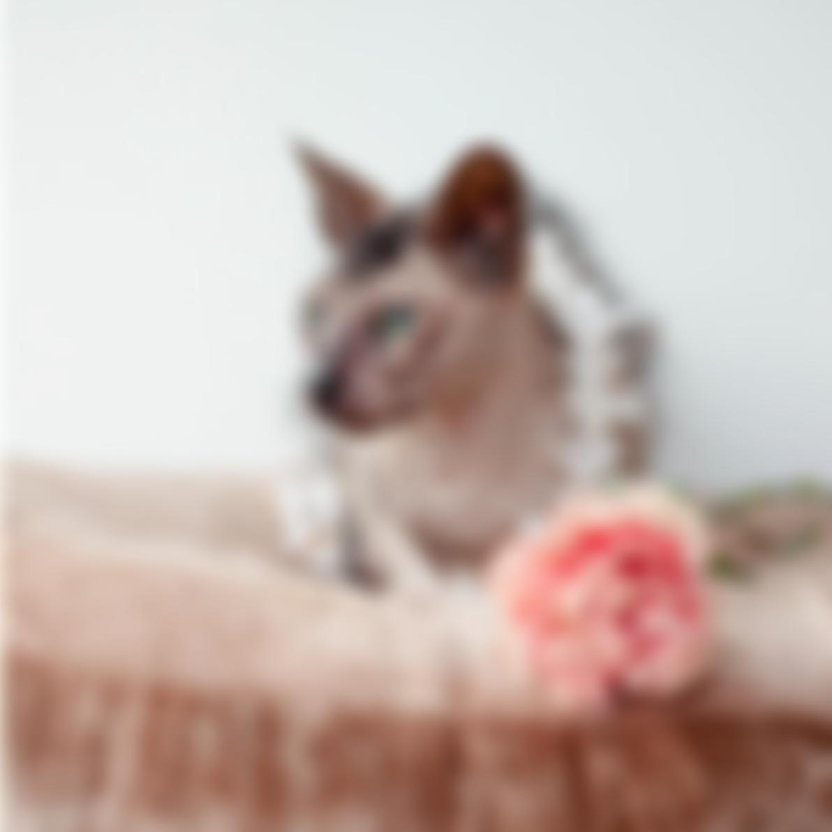 Bristol And Wales Cat Rescue | Charici