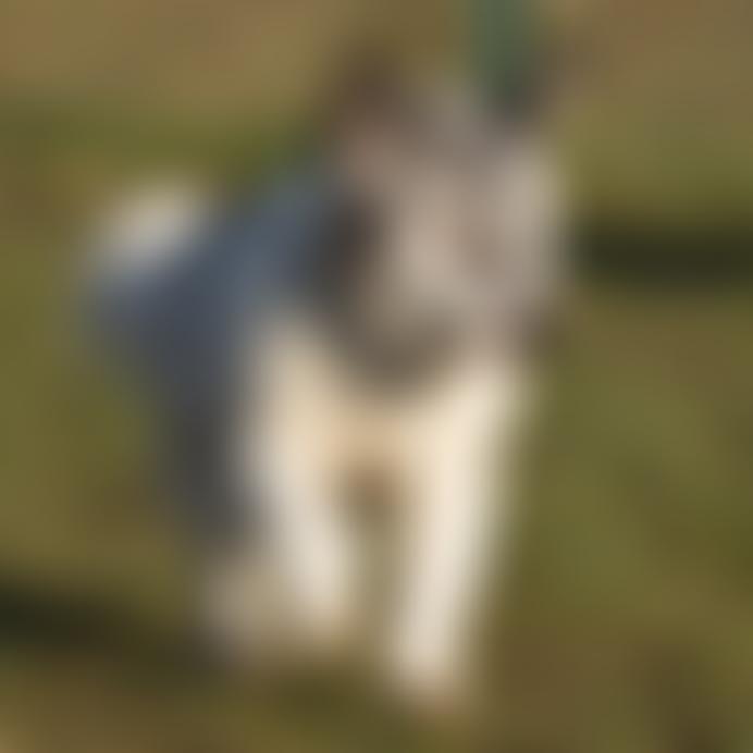 Royal Society For The Prevention Of Cruelty To Animals Essex Mid & North Branch | Charici