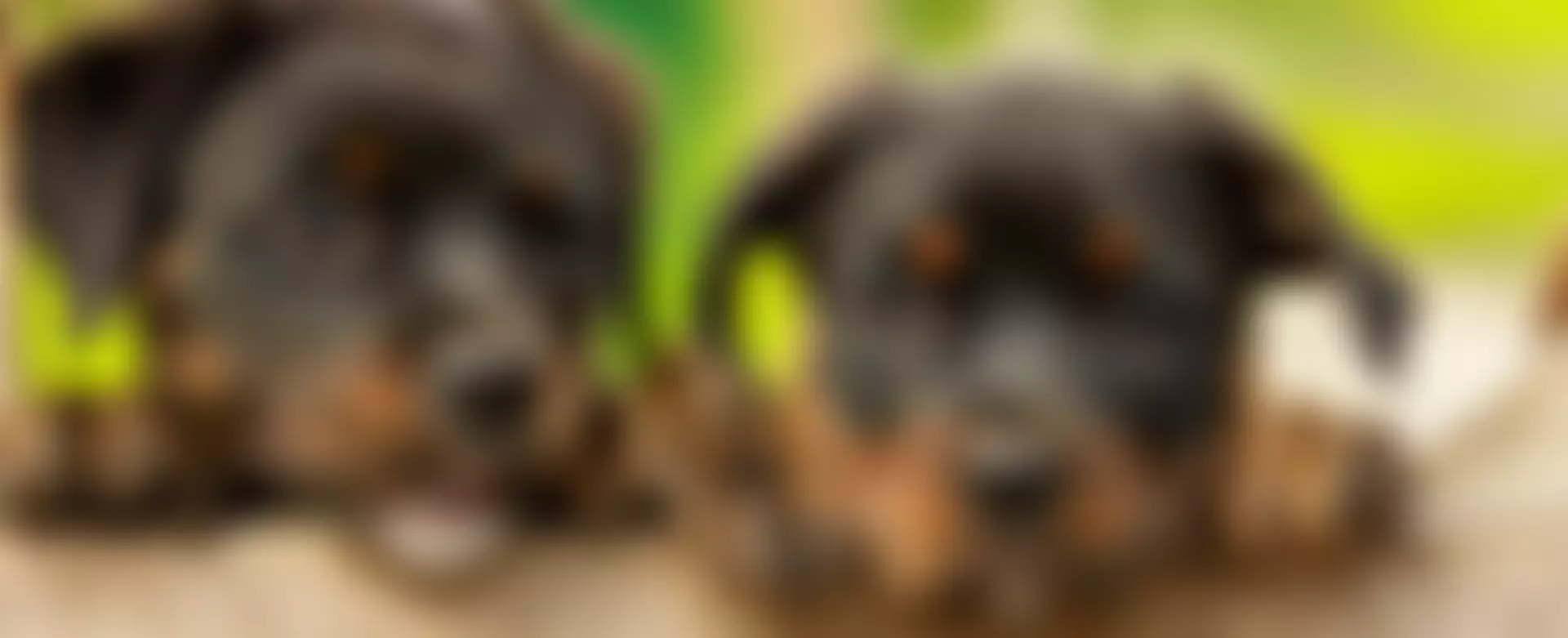 Royal Society For The Prevention Of Cruelty To Animals South East Somerset Branch | Charici