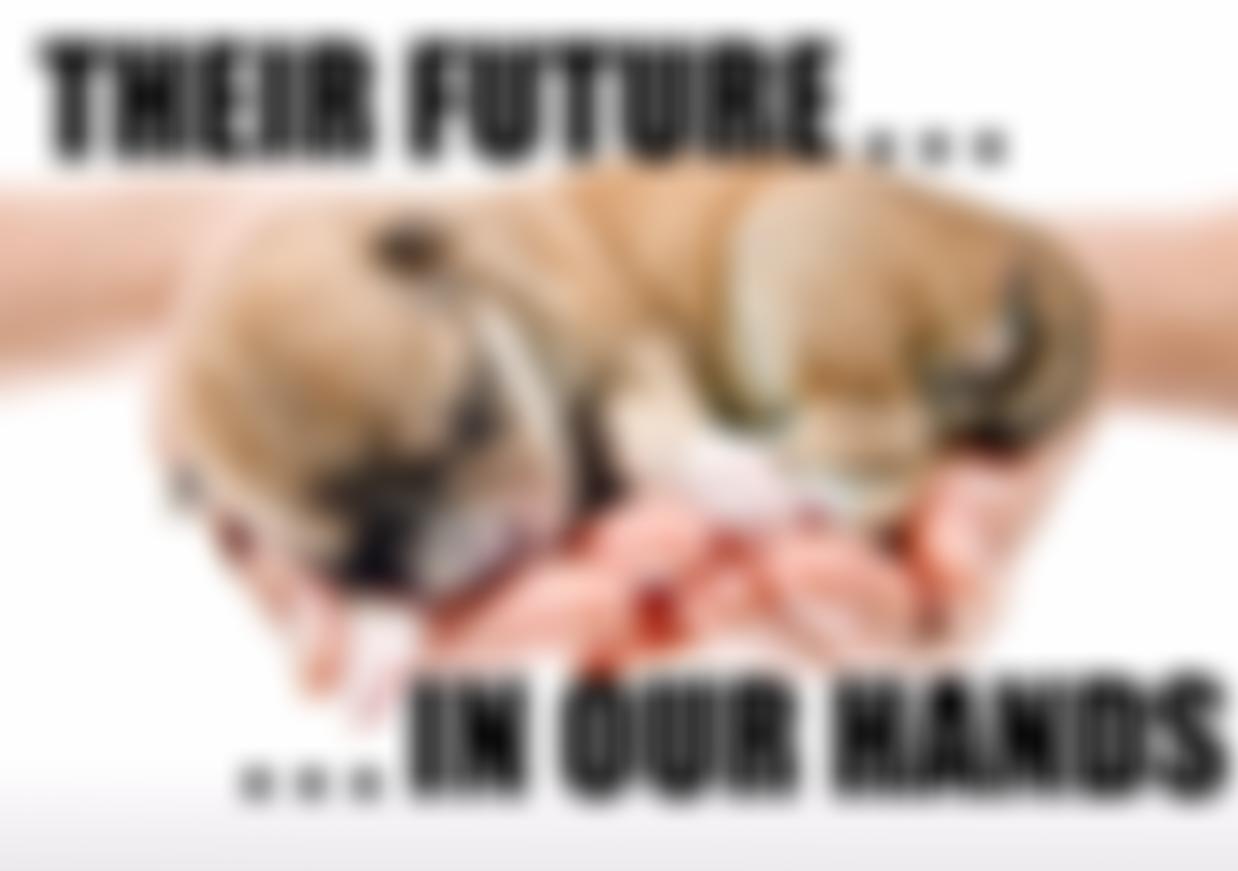 Chancepixies Animal Welfare | Charici