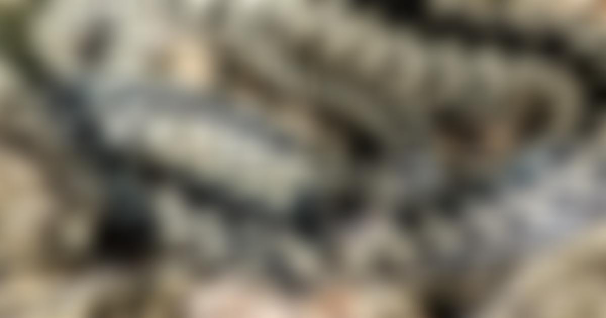 Amphibian And Reptile Conservation Trust | Charici