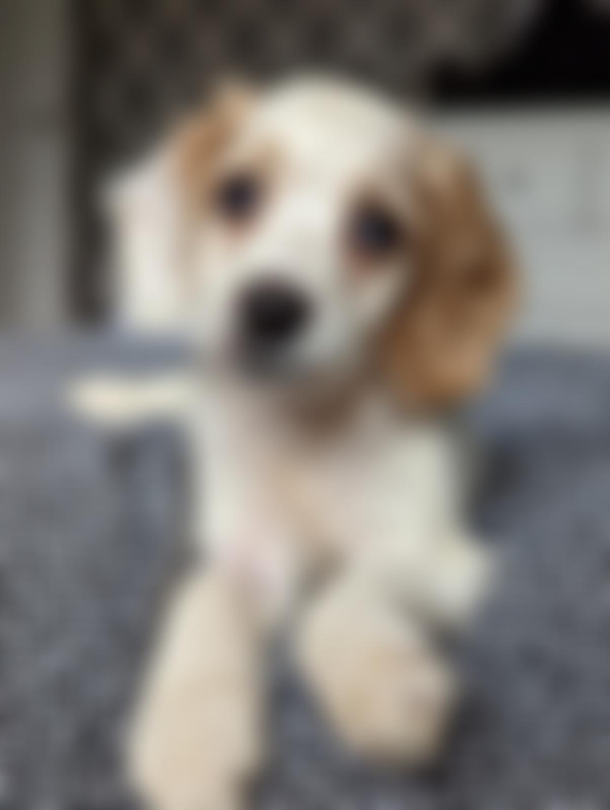 Royal Society For The Prevention Of Cruelty To Animals Cotswolds, Gloucester & District Branch | Charici