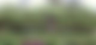 Living Medicine | Charici