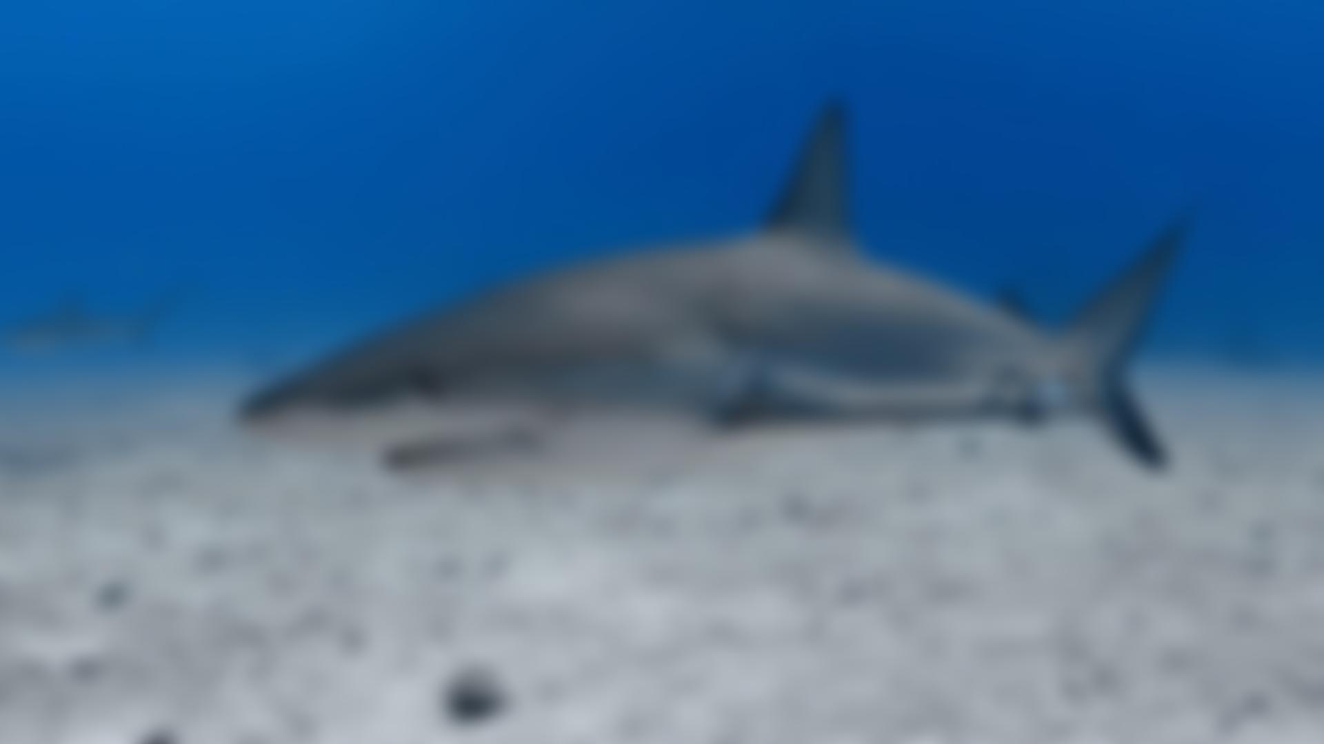 Bite-Back Shark & Marine Conservation | Charici