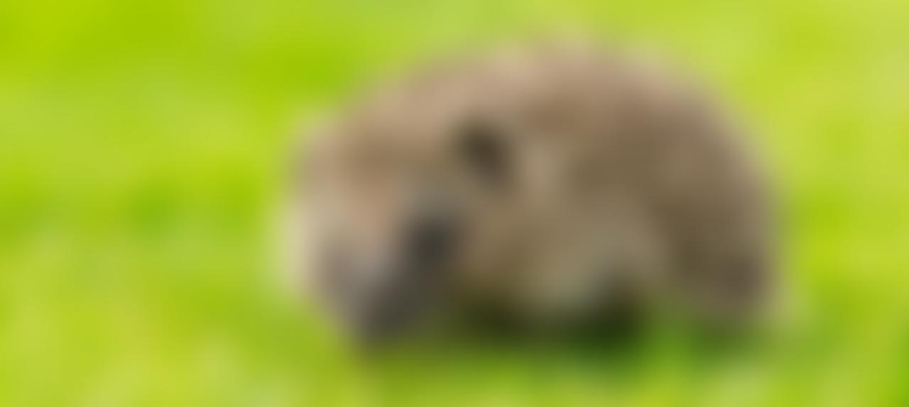 Willow Wildlife Rescue South East Ambulance Link | Charici