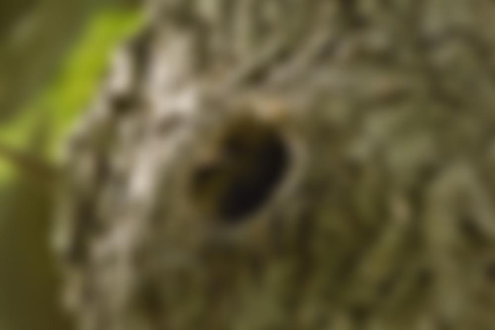 The Druid Network | Charici