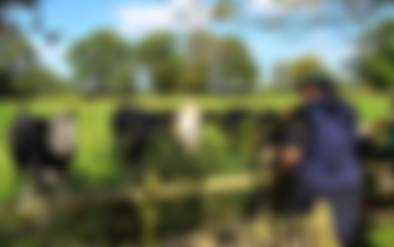 Oak Tree Farm Rural Project Limited | Charici
