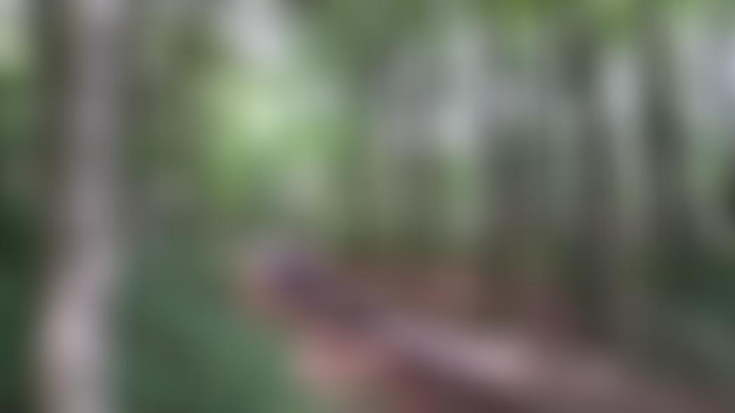 Friends Of Chopwell Wood | Charici