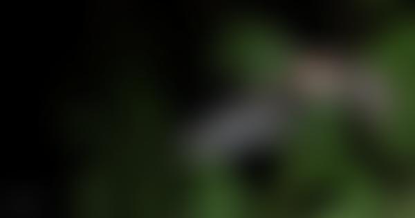 Derbyshire Bat Conservation Group | Charici