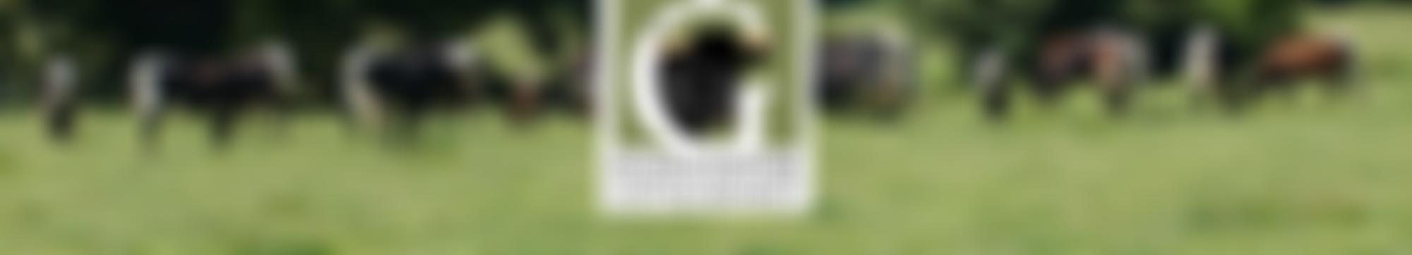 Gloucester Cattle Society Limited | Charici