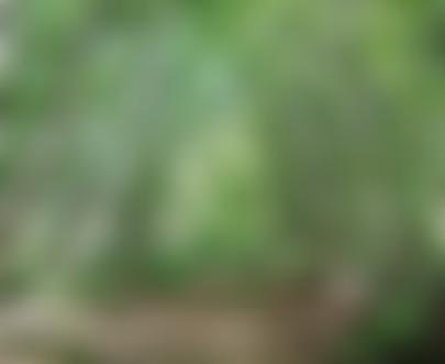 Stone Lane Gardens | Charici