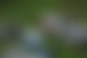 Woodlands Quaker Home | Charici