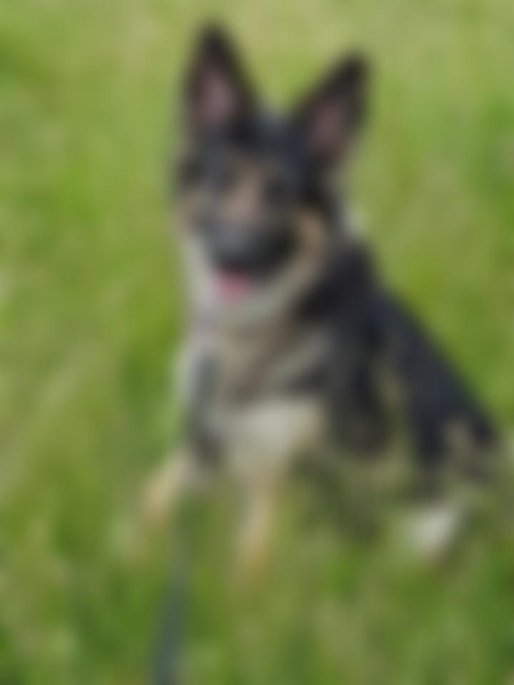 German Shepherd Rescue South Ltd | Charici