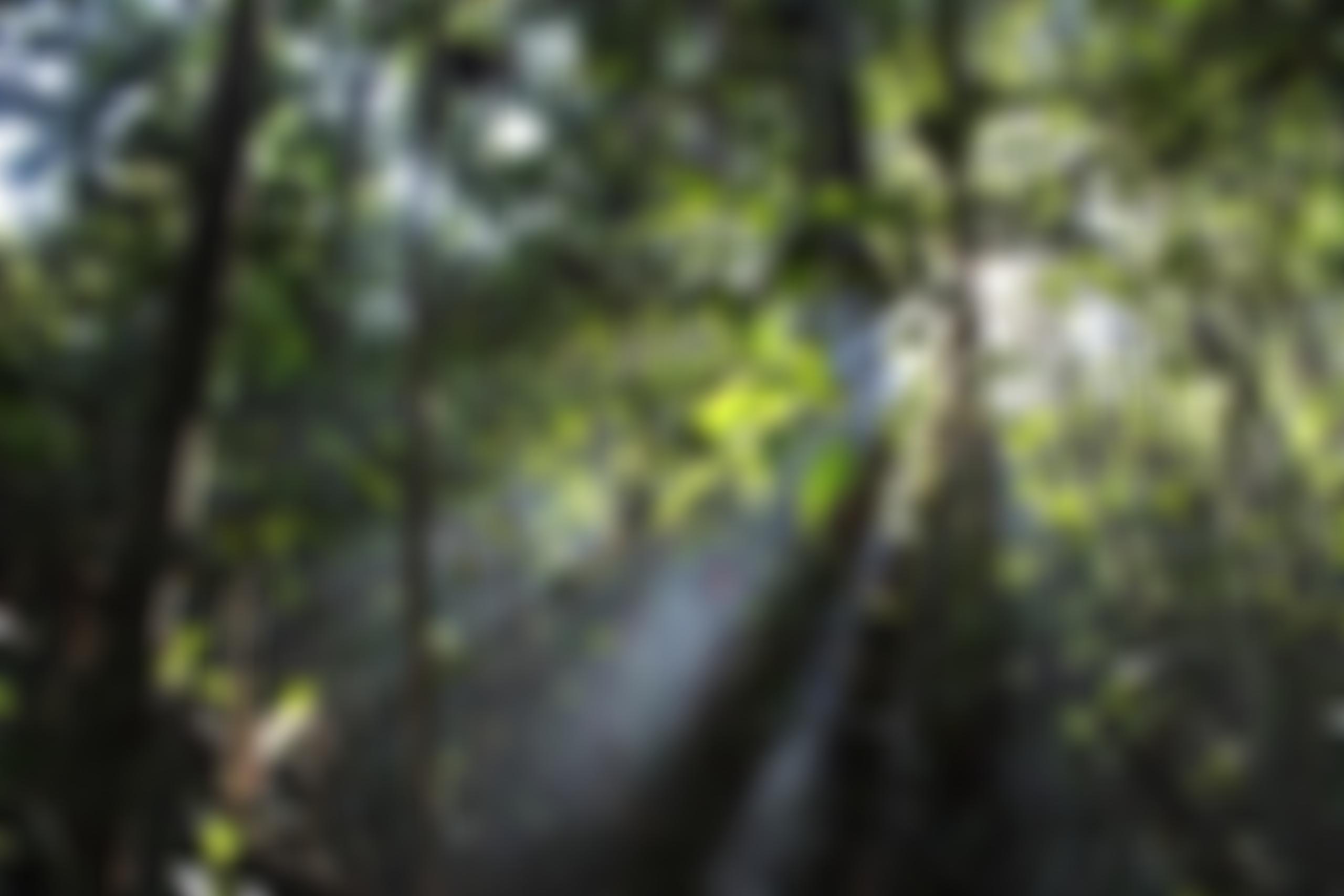 Borneo Nature Trust | Charici