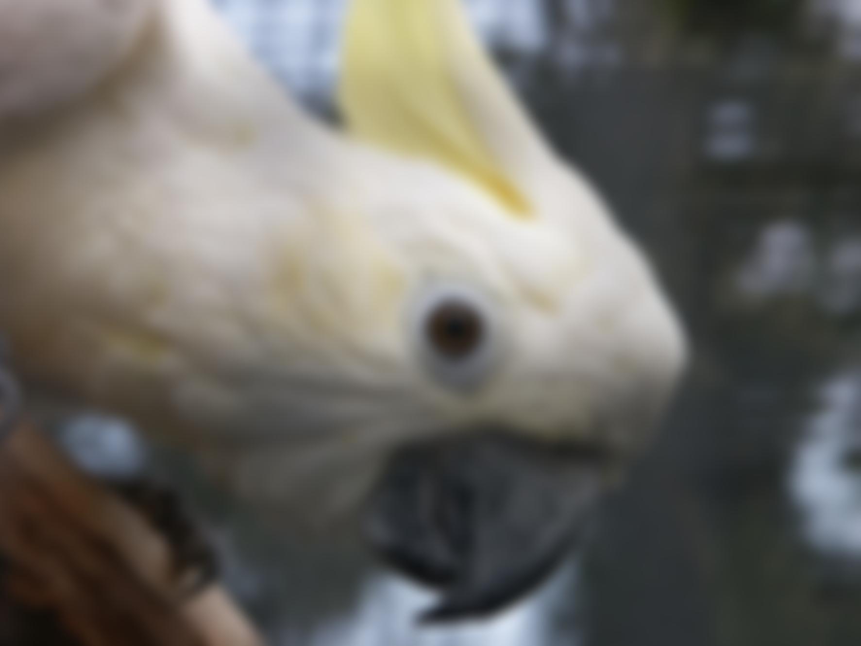 Kakatua Bulu Cockatoo Sanctuary | Charici
