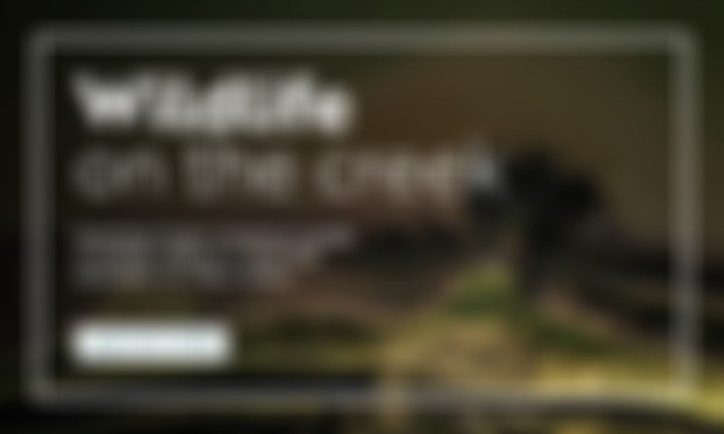 Faversham Creek Trust | Charici