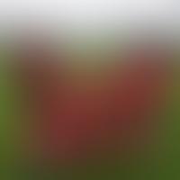 Swalwell Juniors Football Club | Charici
