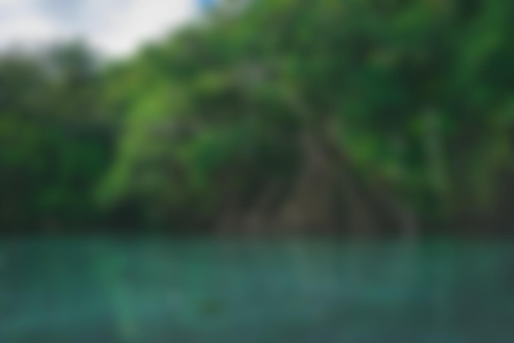 Caribbean Biodiversity Fund | Charici