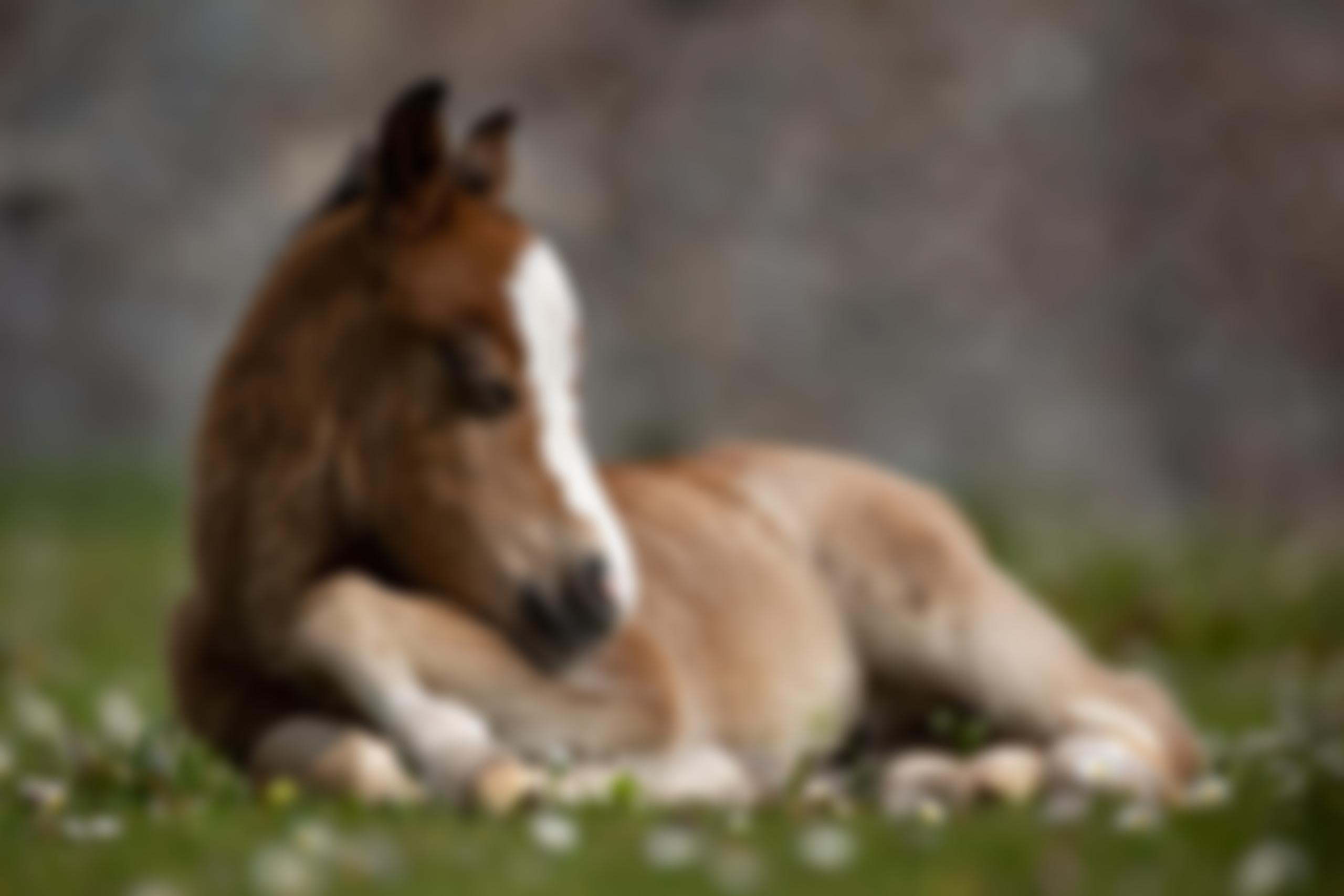 Lluest Horse And Pony Trust | Charici