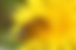 Meon Valley Beekeepers Association | Charici