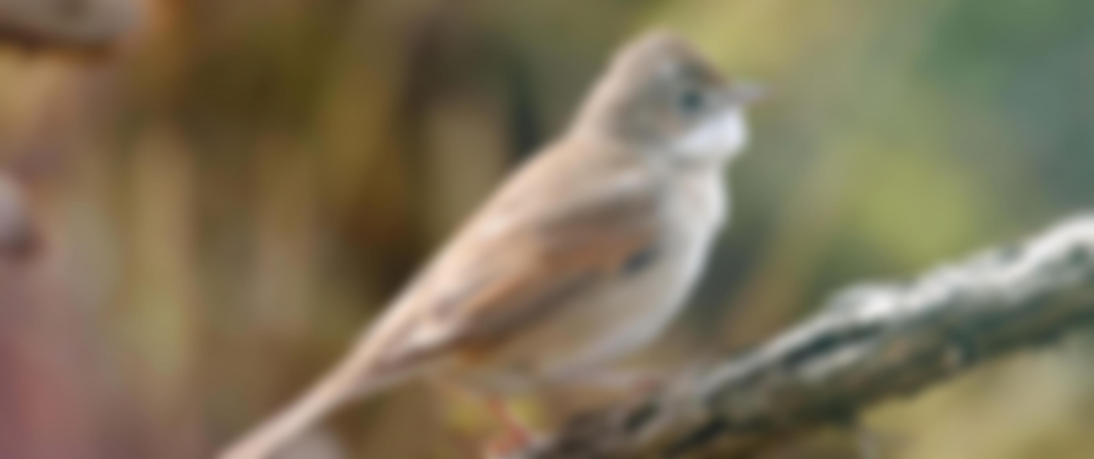 Birds Of Poole Harbour | Charici