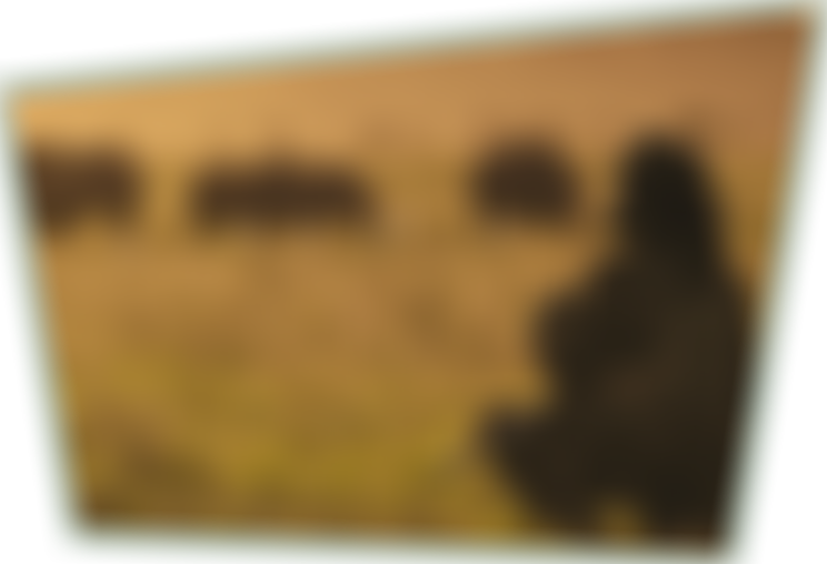 Wild Life Foundation | Charici