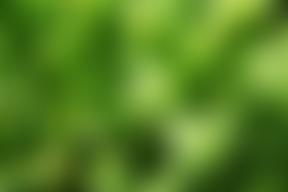 Magpie Preschool | Charici