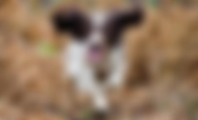 English Springer Spaniel Welfare | Charici