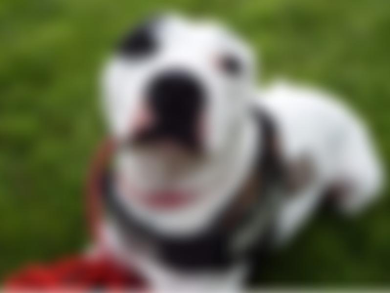 The Finding Furever Homes Charitable Trust | Charici