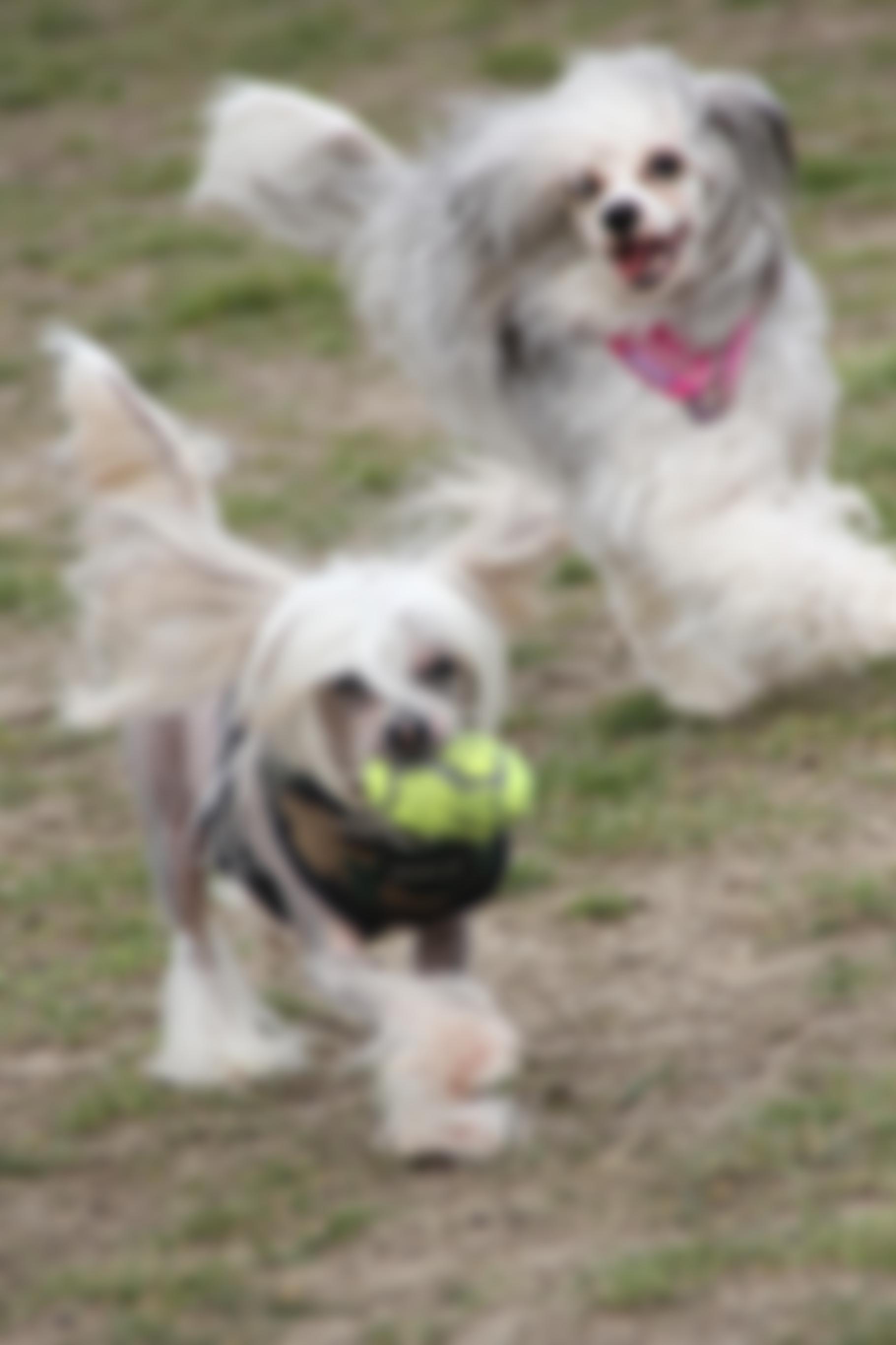 The Chinese Crested Club Of Great Britain Rescue | Charici