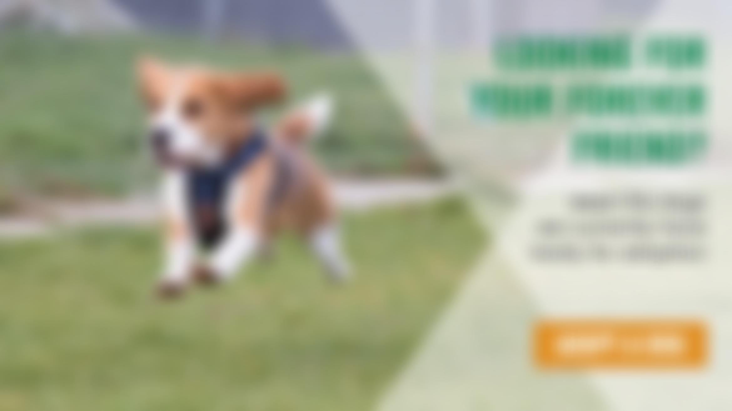 Stokenchurch Dog Rescue | Charici