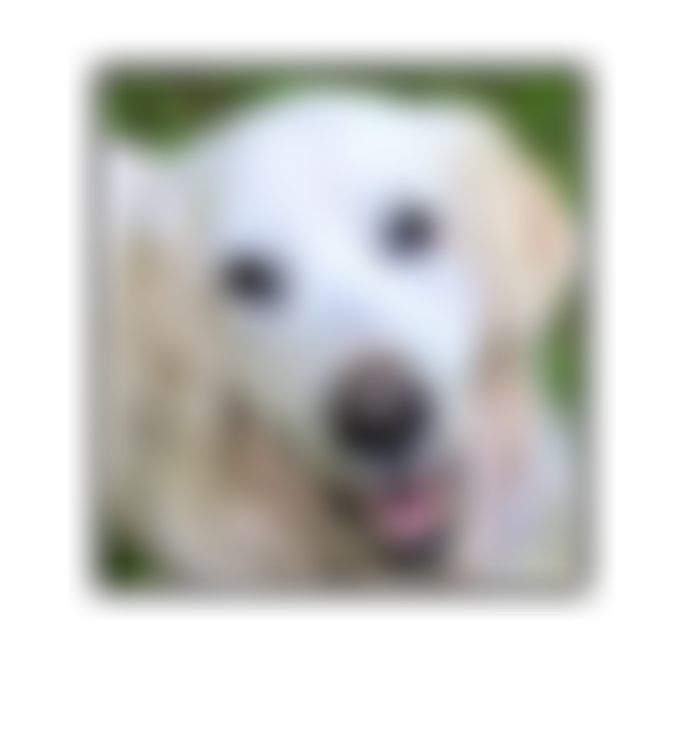 Happy Paws Puppy Rescue | Charici