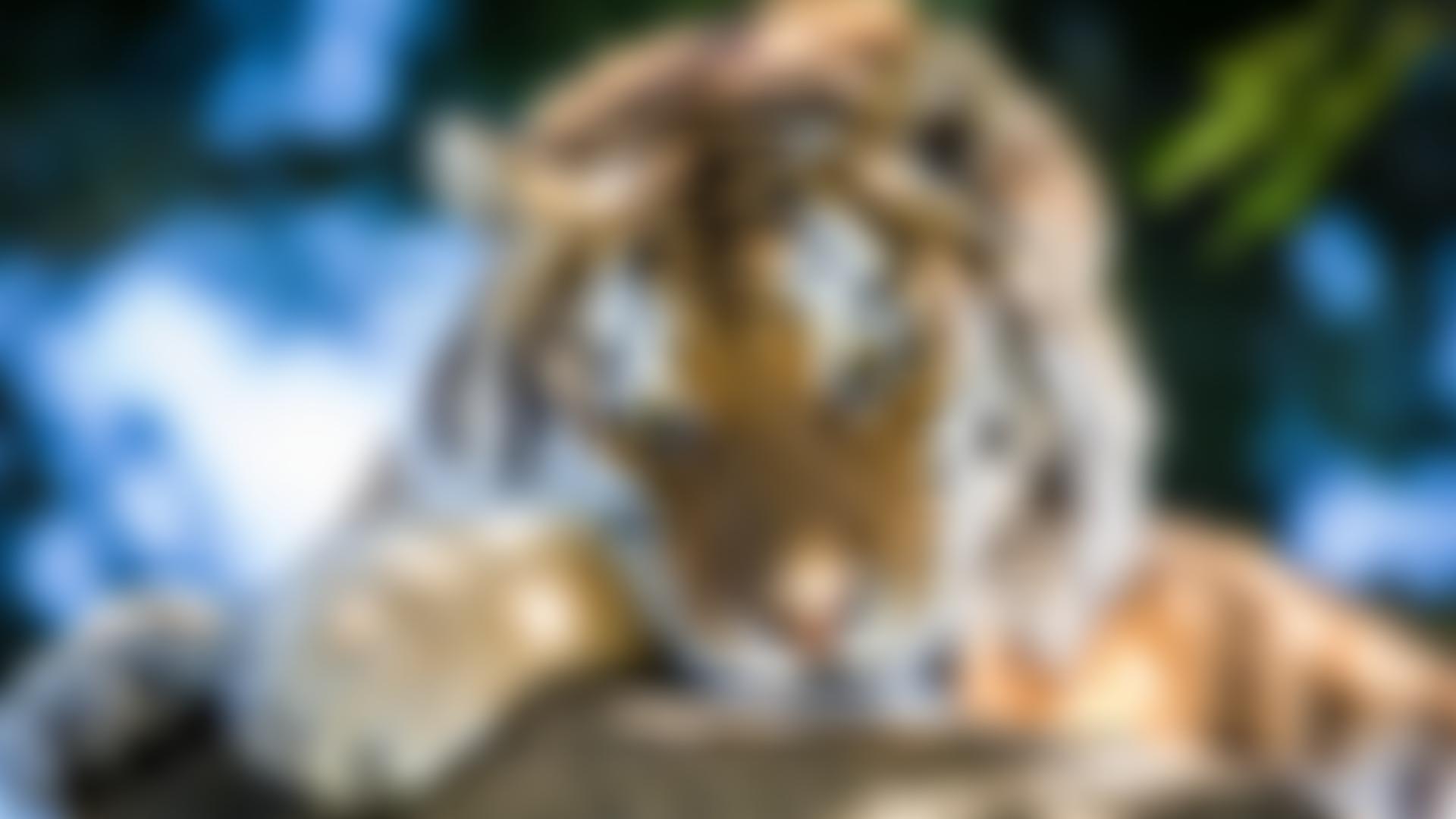Dartmoor Zoological Society | Charici