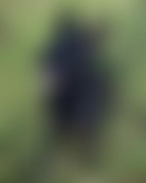 Essex Retired Police Dogs Fund | Charici