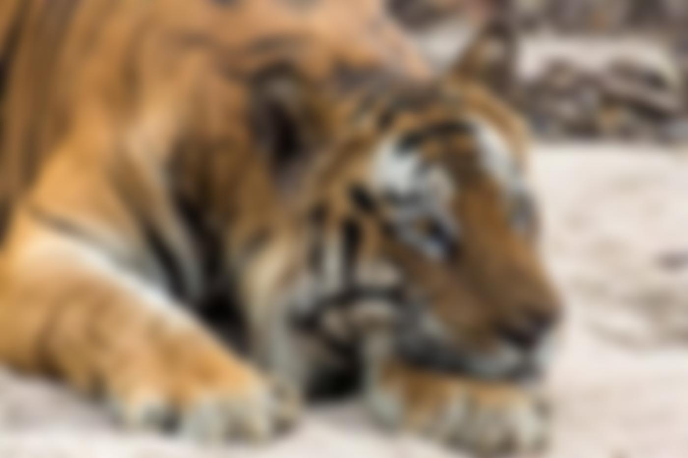 Tigers4Ever | Charici