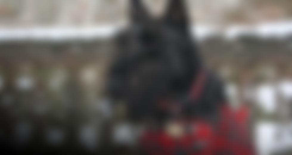 Scottish Terrier Emergency Care Scheme | Charici