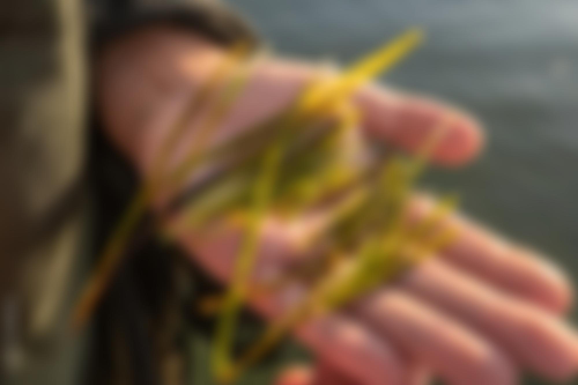 Project Seagrass | Charici