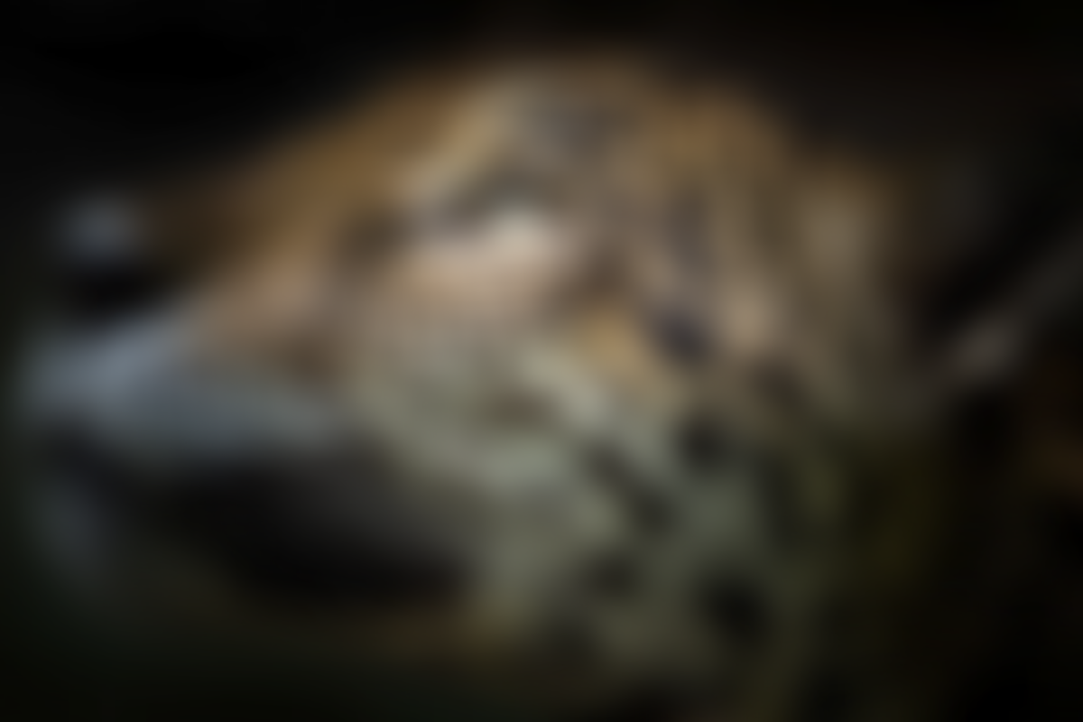 Panama Wildlife Conservation | Charici