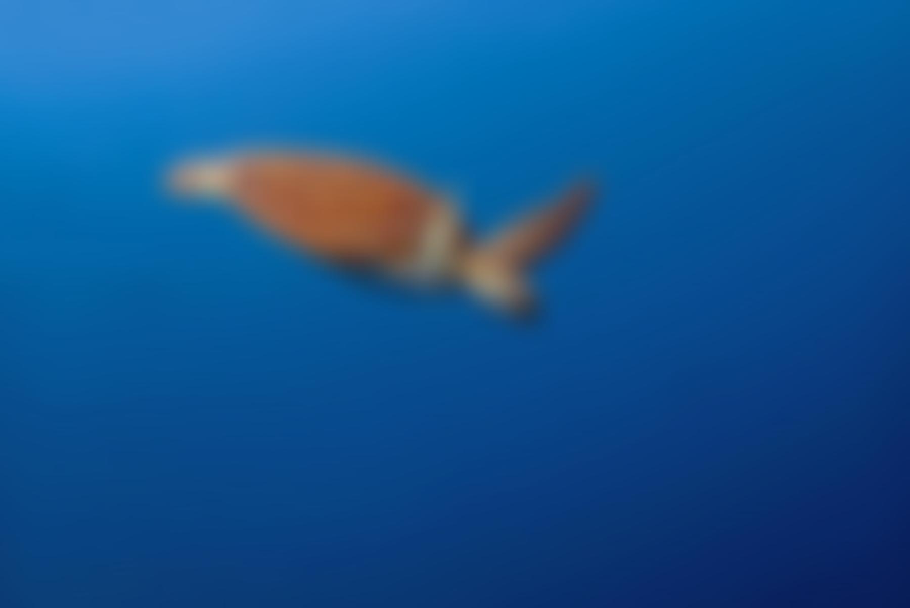 Olive Ridley Project | Charici