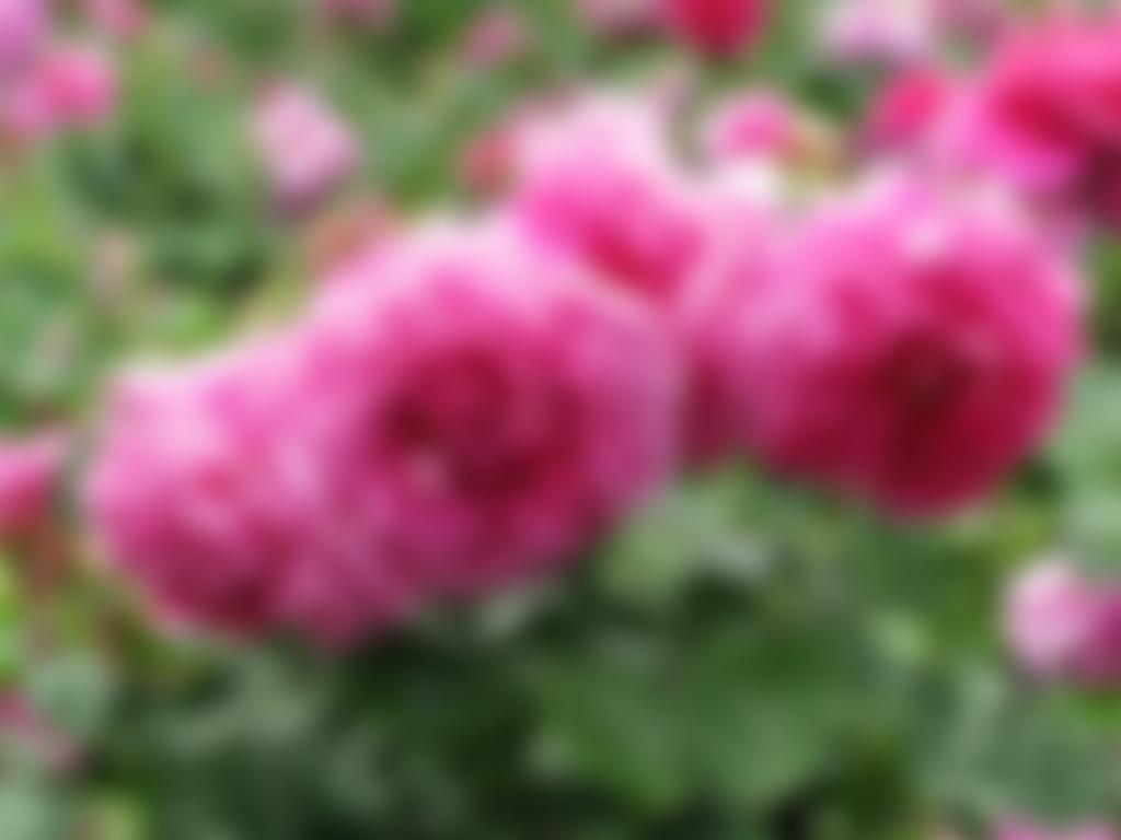 Chiswell Green U3A | Charici